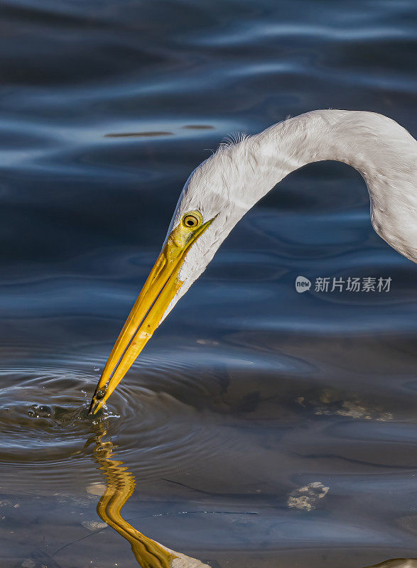 大白鹭(Ardea alba)，也被称为普通白鹭，大白鹭，或(在旧大陆)大白白鹭或大白鹭是一种大型，广泛分布的白鹭。在加州索诺玛县的博德加湾捕鱼。Pelecaniformes